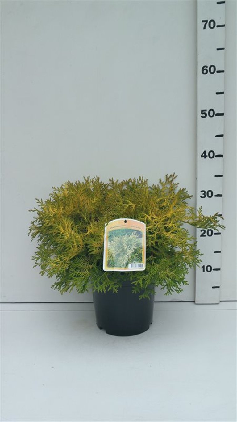 Chamaecyparis o. 'Kamarachiba' - C3 25-30 CM